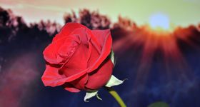 Bí quyết giữ hoa hồng tươi lâu - Hội chị em yêu hoa nên biết