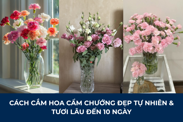 Cách Cắm Hoa Cẩm Chướng Đẹp Tự Nhiên & Tươi Lâu Đến 10 Ngày