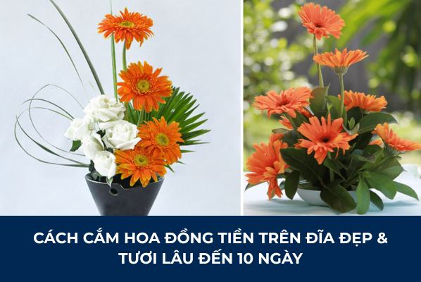 Cách Cắm Hoa Đồng Tiền Trên Đĩa Đẹp & Giữ Tươi Lâu Đến 10 Ngày