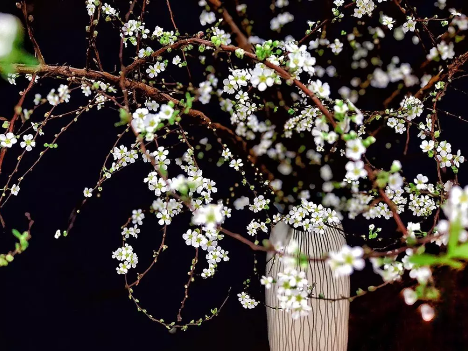 Hiểu đúng về hoa tuyết mai