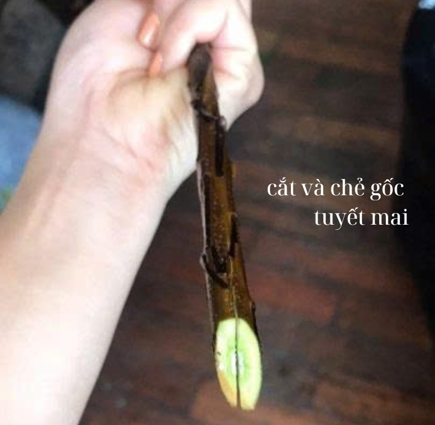 Bước 1 — Xử lý gốc cành (giữ tươi lâu) hoa tuyết mai 