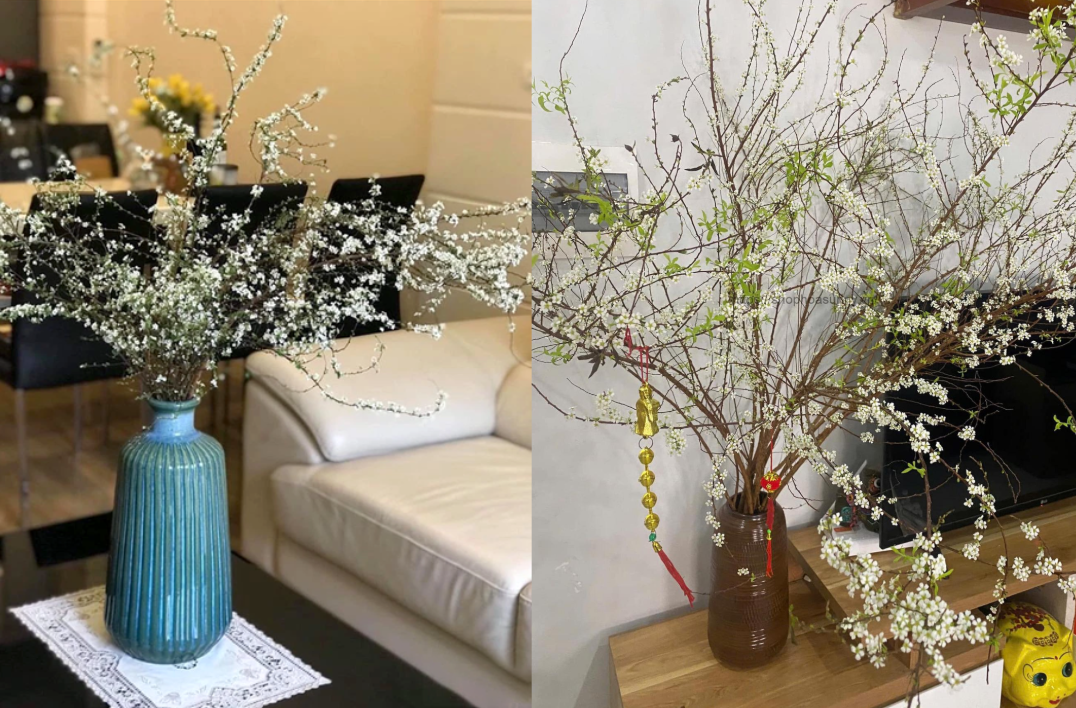 vị trí trưng bày hoa tuyết mai phù hợp